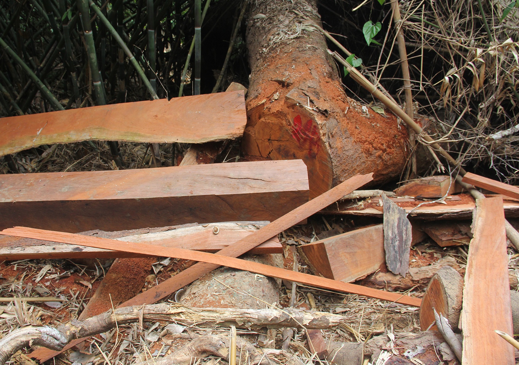 Khởi tố nhiều người phá rừng ở quảng nam ảnh 2 Khoi to nhieu nguoi pha rung o quang nam anh 2