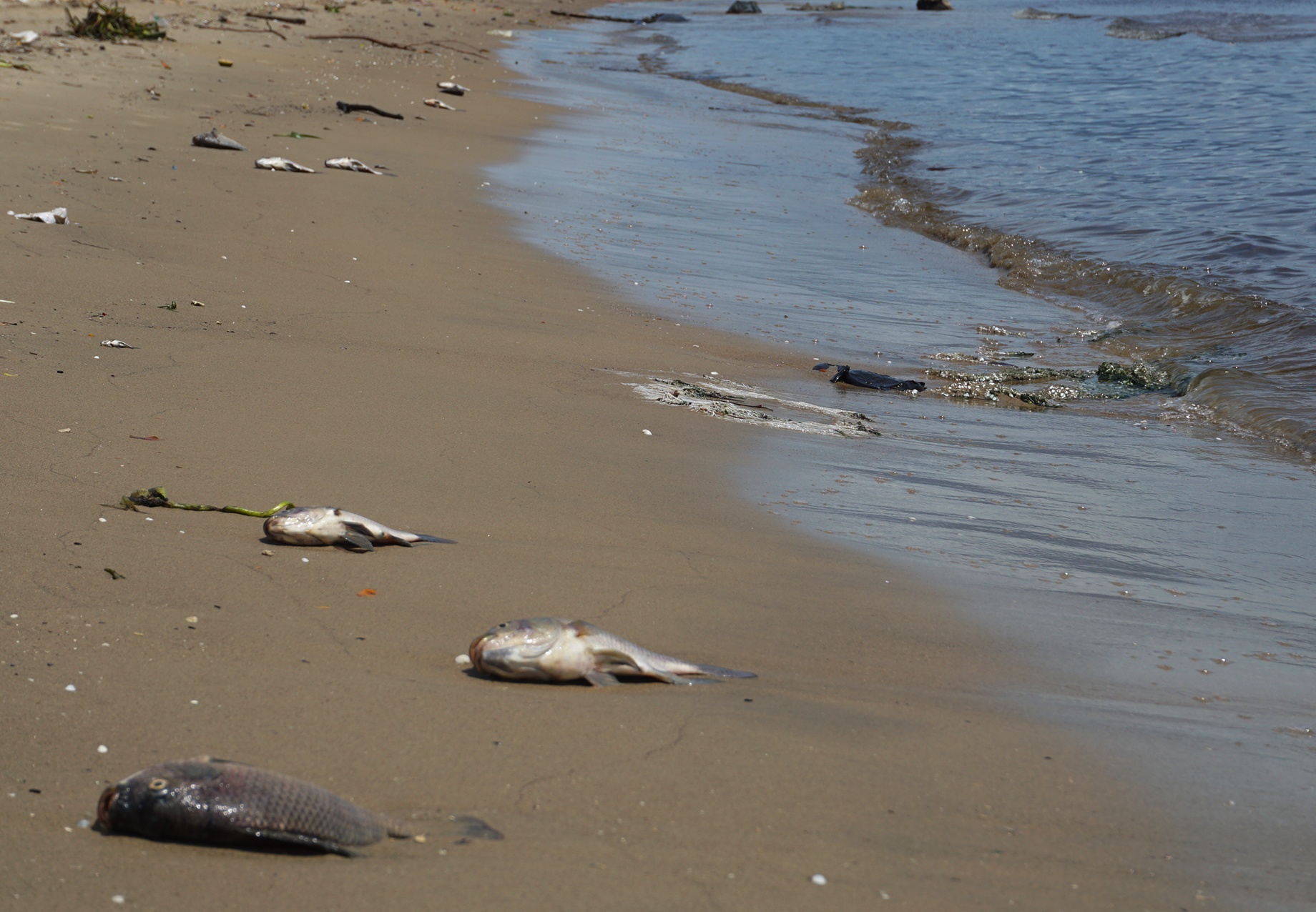 Ca chet noi trang song Phu Loc o Da Nang hinh anh