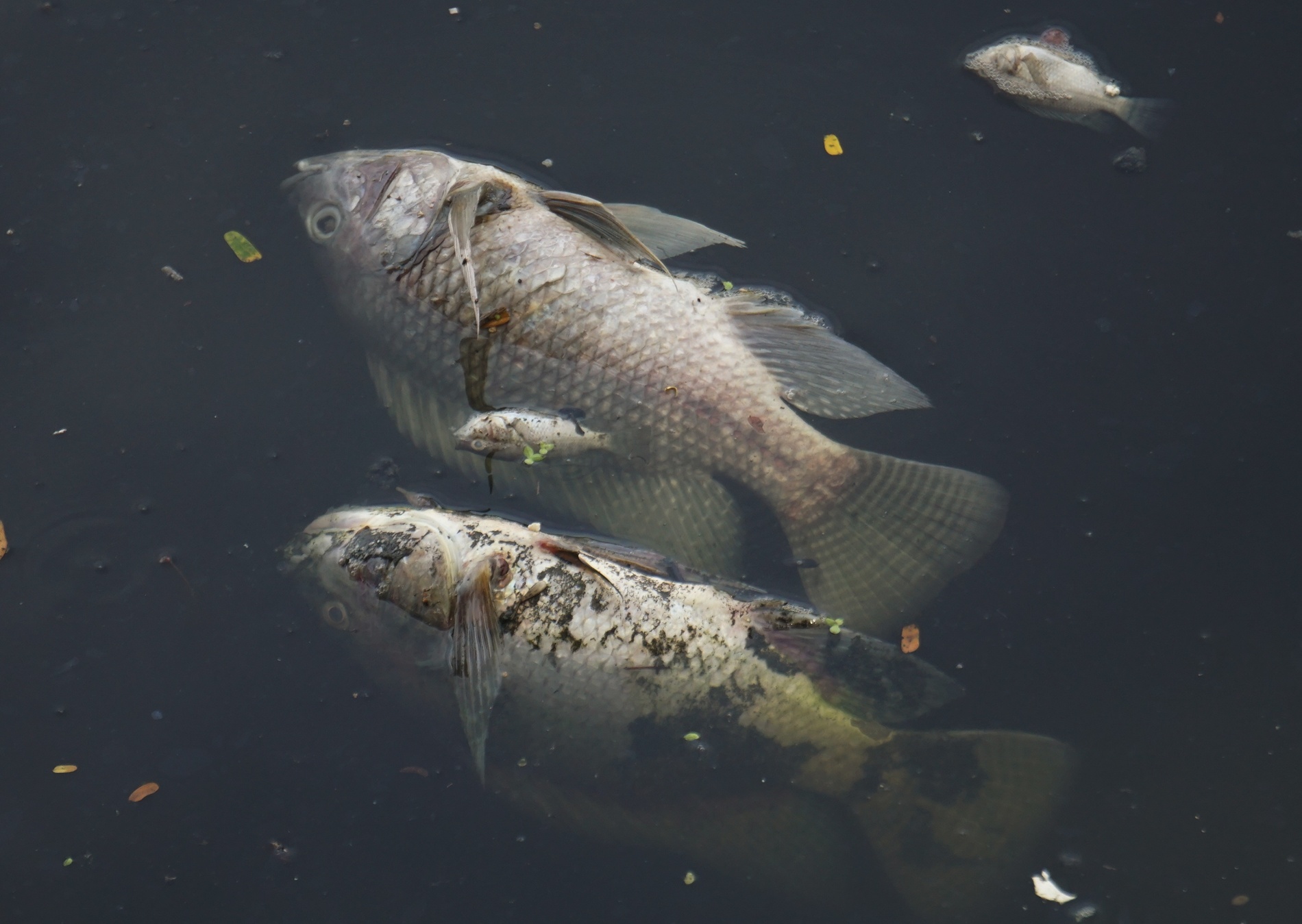 Ca chet noi trang song o Da Nang hinh anh