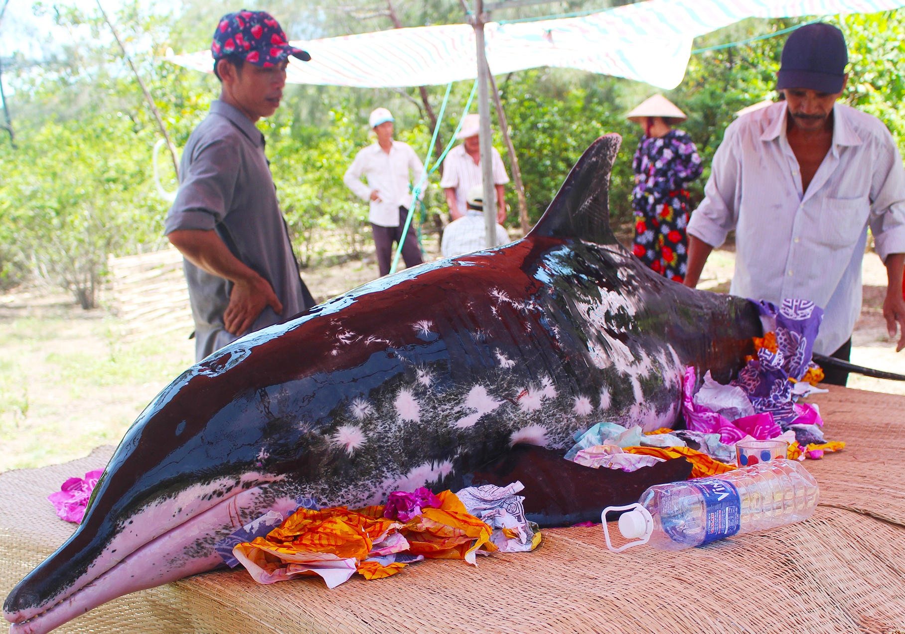 Ca heo nang hon 200 kg dat vao bo bien Quang Nam hinh anh