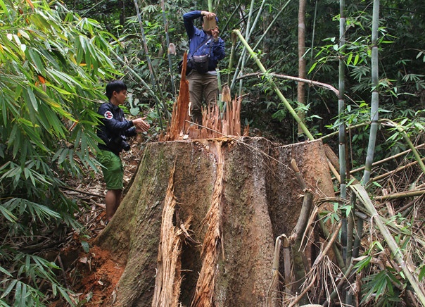Nhieu can bo o Quang Nam bi ky luat vi de mat rung, khoang san hinh anh