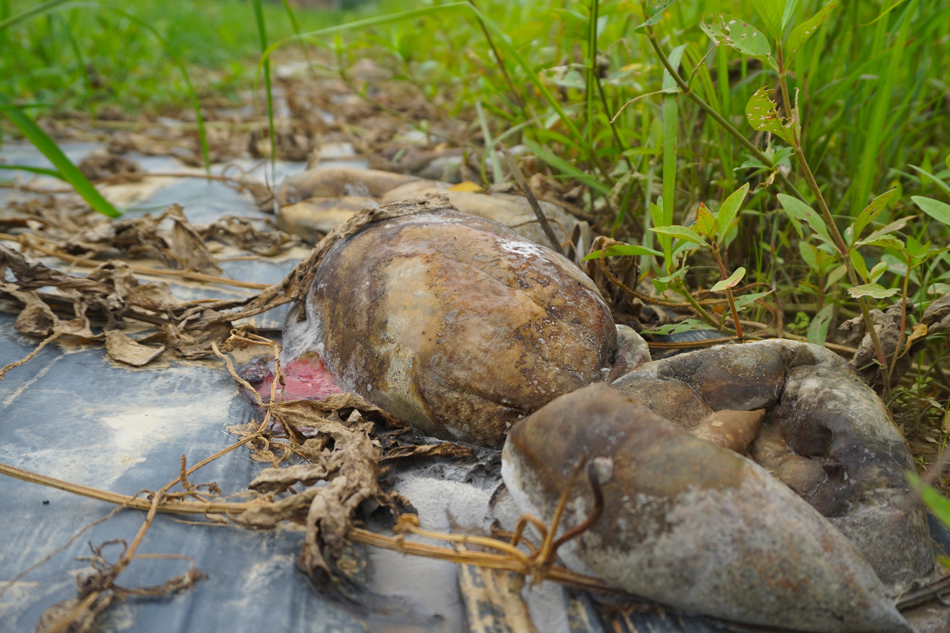 Hang tram tan dua hau o Da Nang bi thoi sau bao so 3 hinh anh