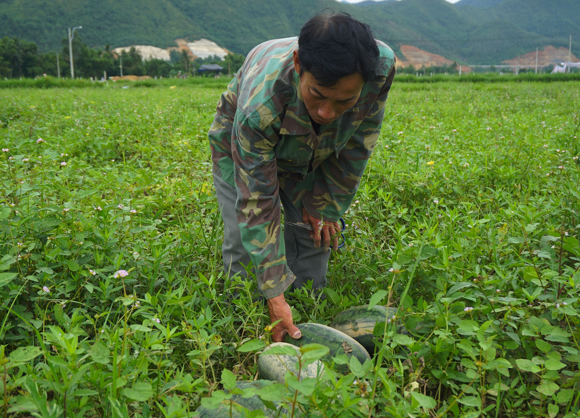 Dưa hấu bị thối ở Đà Nẵng ảnh 1 Dua hau bi thoi o Da Nang anh 1
