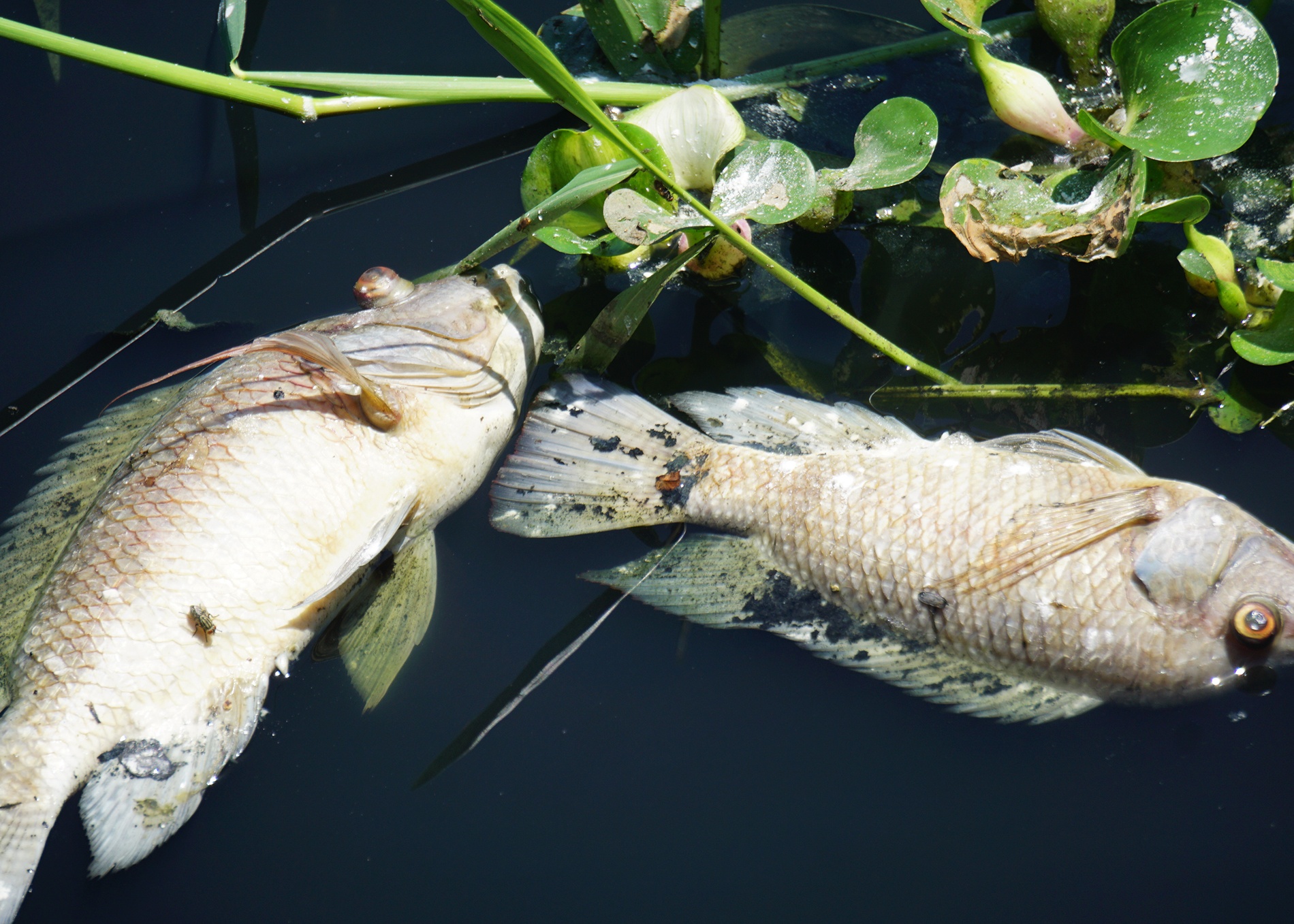 Ca chet noi trang ho o Da Nang hinh anh