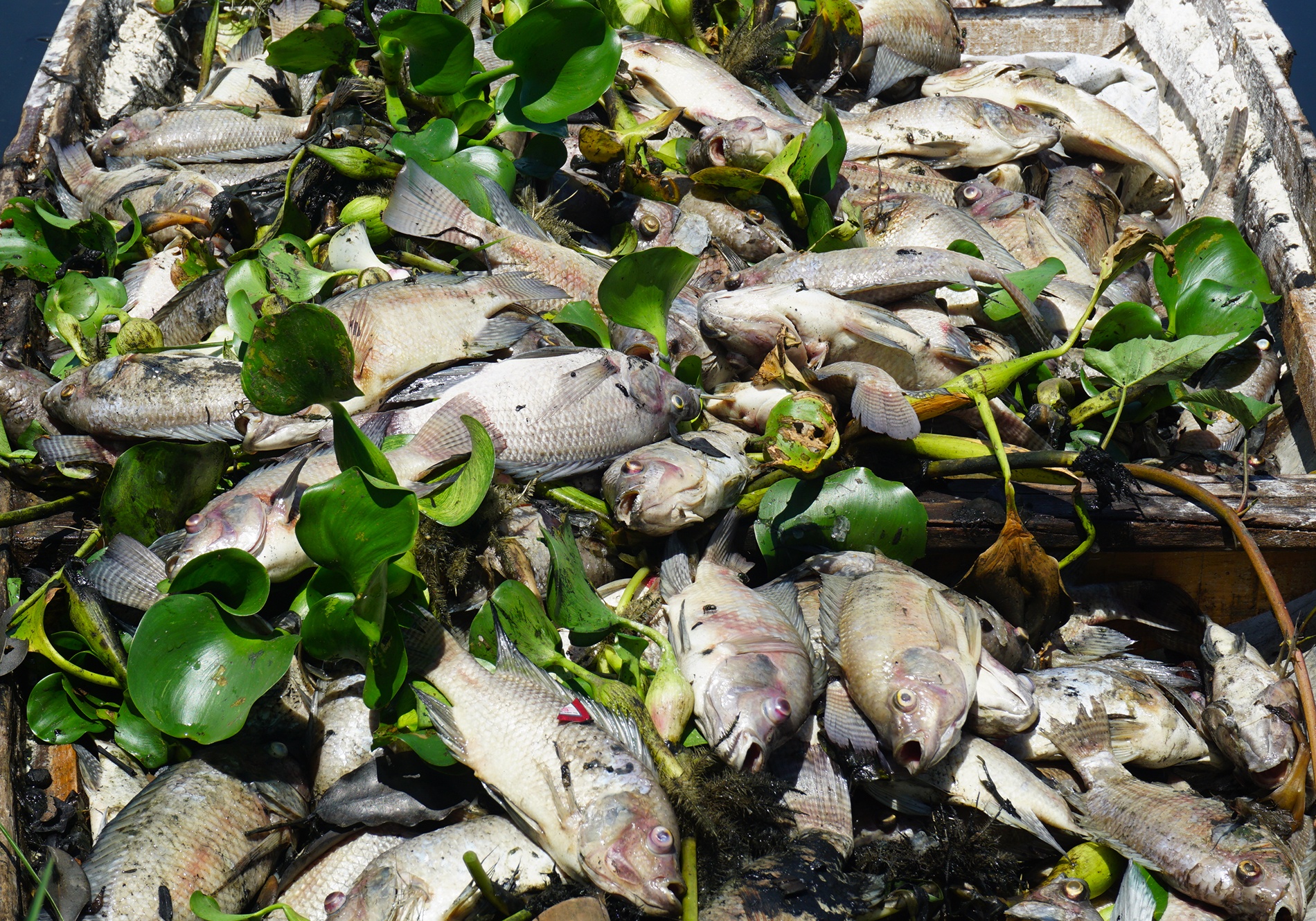 Gan 1 tan ca chet noi trang ho dieu tiet o Da Nang hinh anh