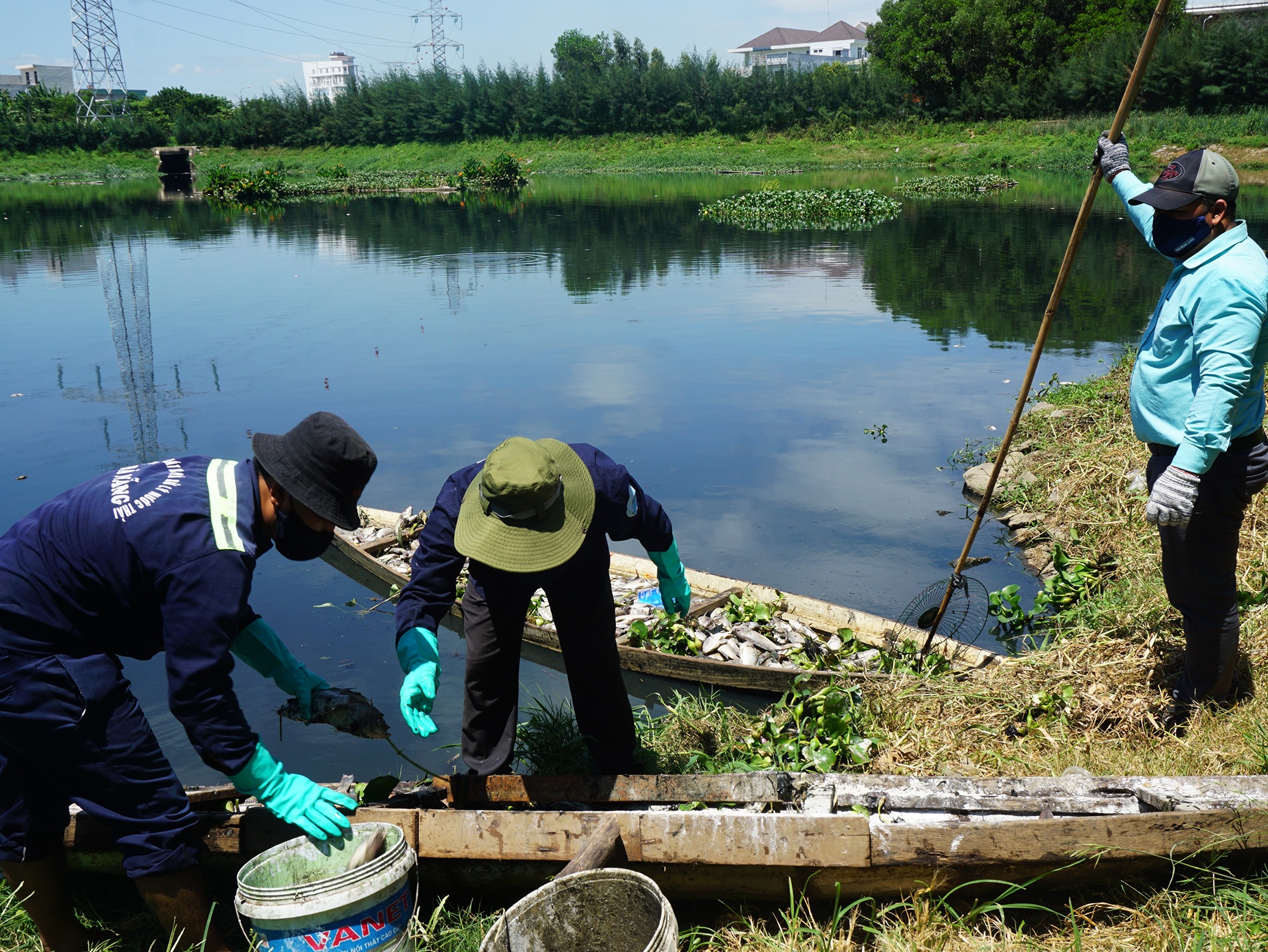Cá chết ở Đà Nẵng ảnh 1 Ca chet o Da Nang anh 1