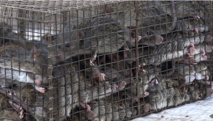 Bat chuot mua lu mien tay anh 10