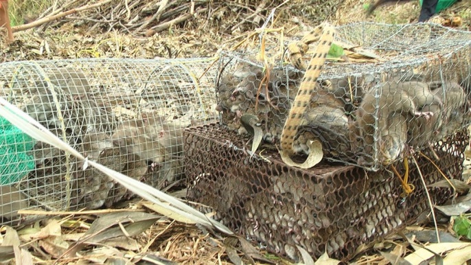 Bat chuot mua lu mien tay anh 8