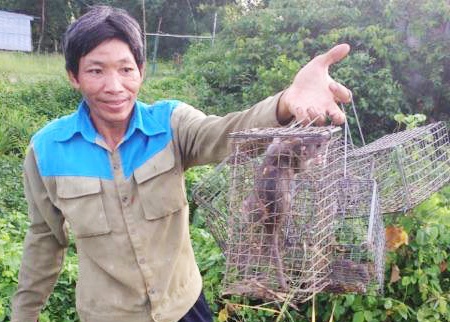 Ve mien Tay mua lu, xem tho san chuot dong hot bac hinh anh