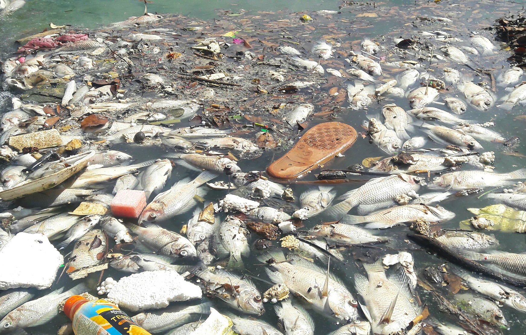 Gan 1 tan ca chet noi trang ho dieu tiet o Da Nang hinh anh