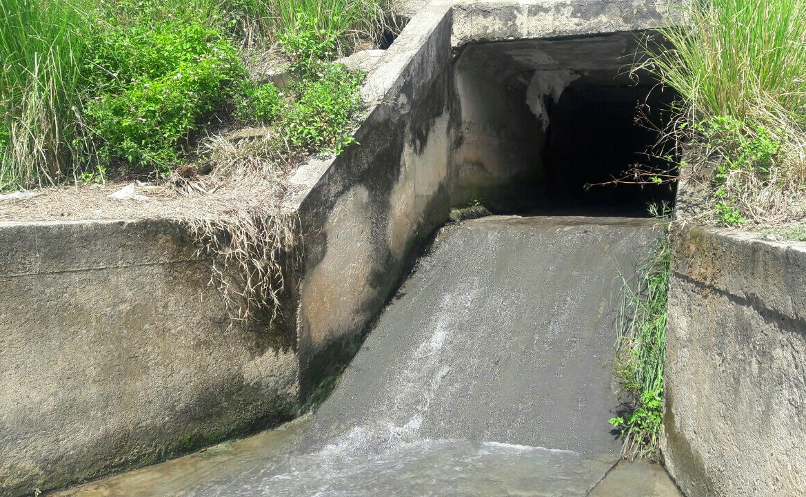 Ca chet o ho dieu tiet Da Nang anh 2