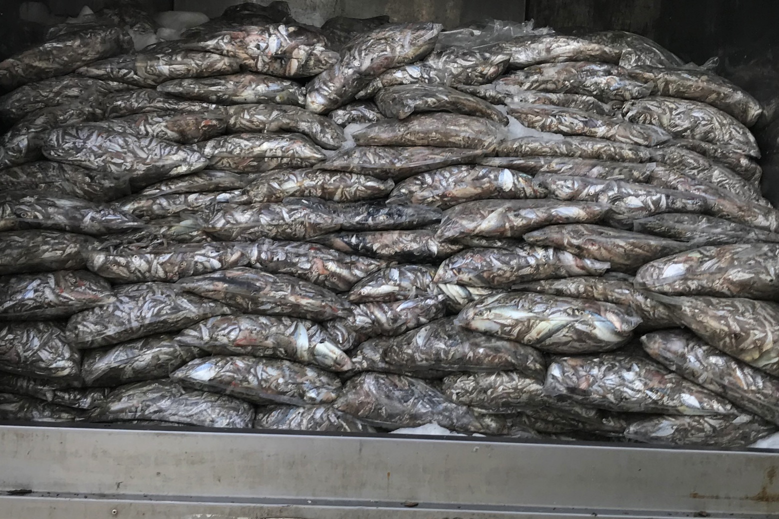 Tai xe cho ca thoi chay tren duong Da Nang anh 1