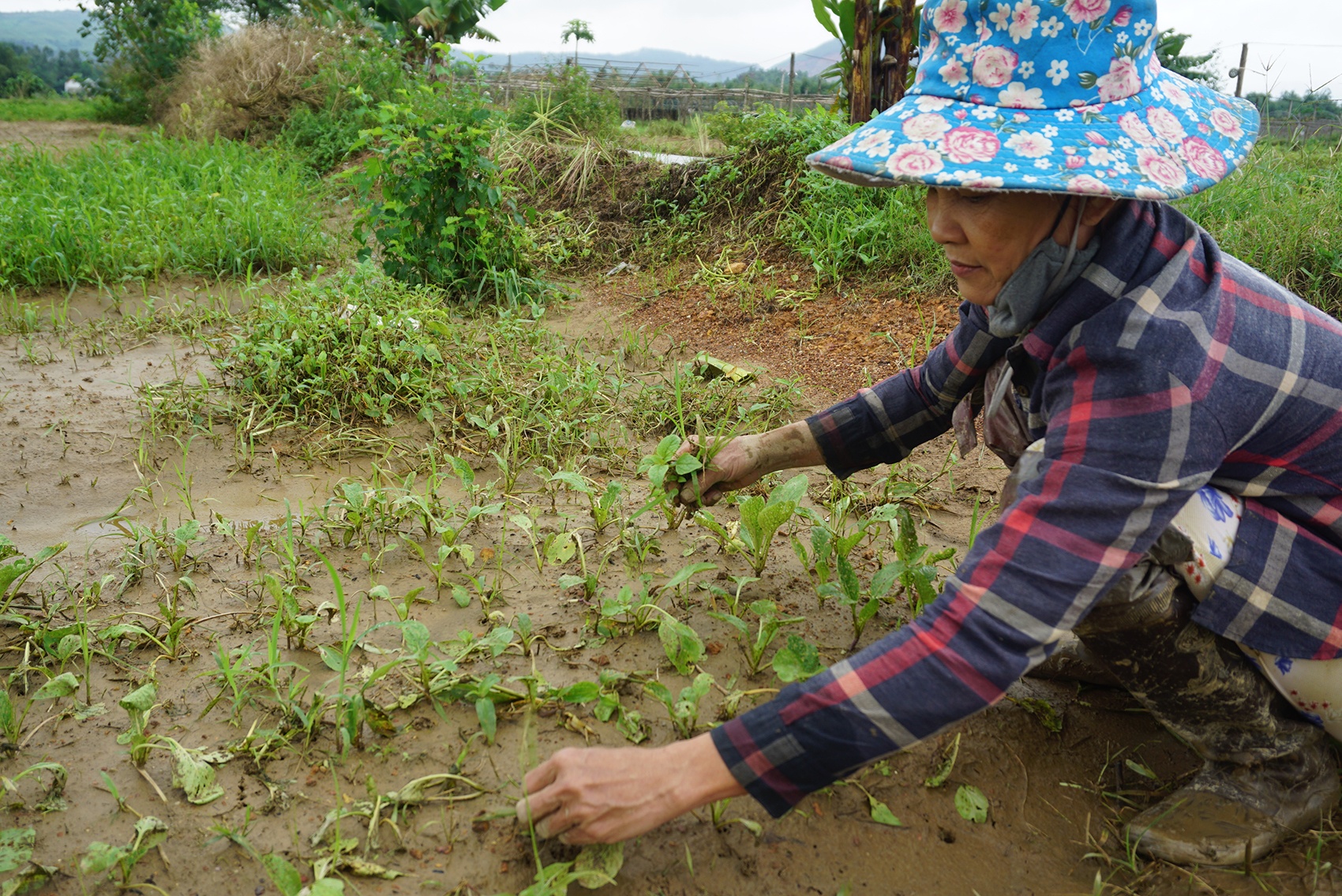 Mat trang hang chuc ha rau sach sau tran mua kinh hoang o Da Nang hinh anh