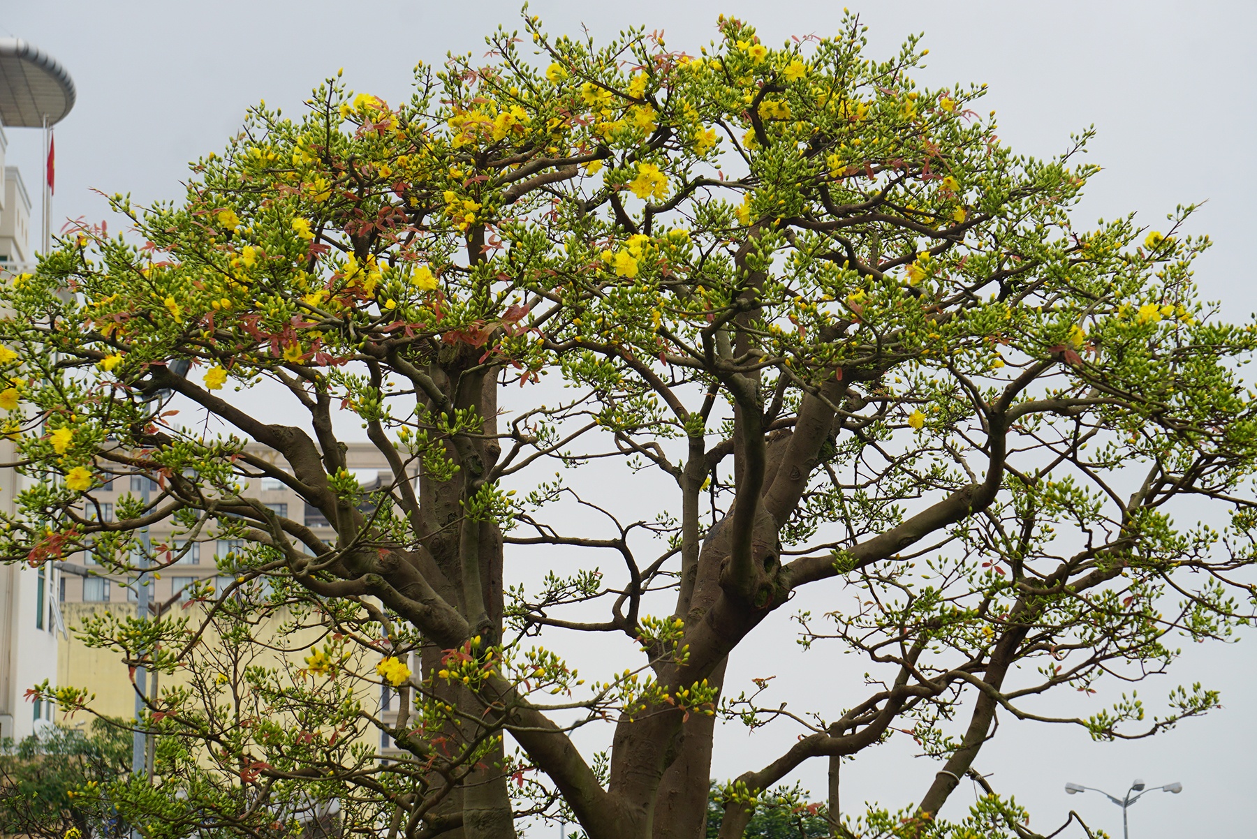 Cay mai hon 100 tuoi duoc tra 3 ty, chu nhan quyet khong ban hinh anh