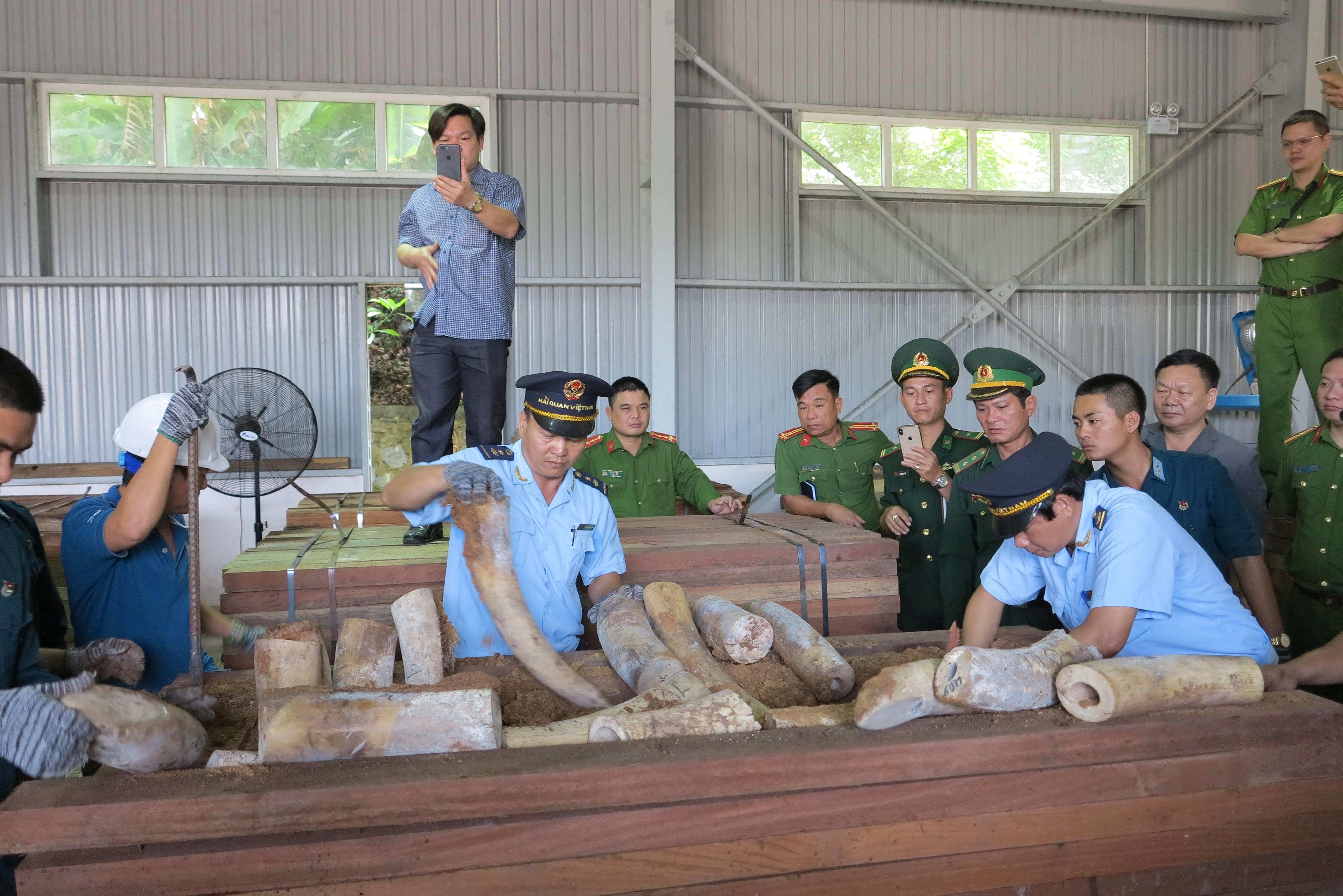 Phát hiện ngà voi nhập cảng Đà Nẵng ảnh 1 Phat hien nga voi nhap cang Da Nang anh 1