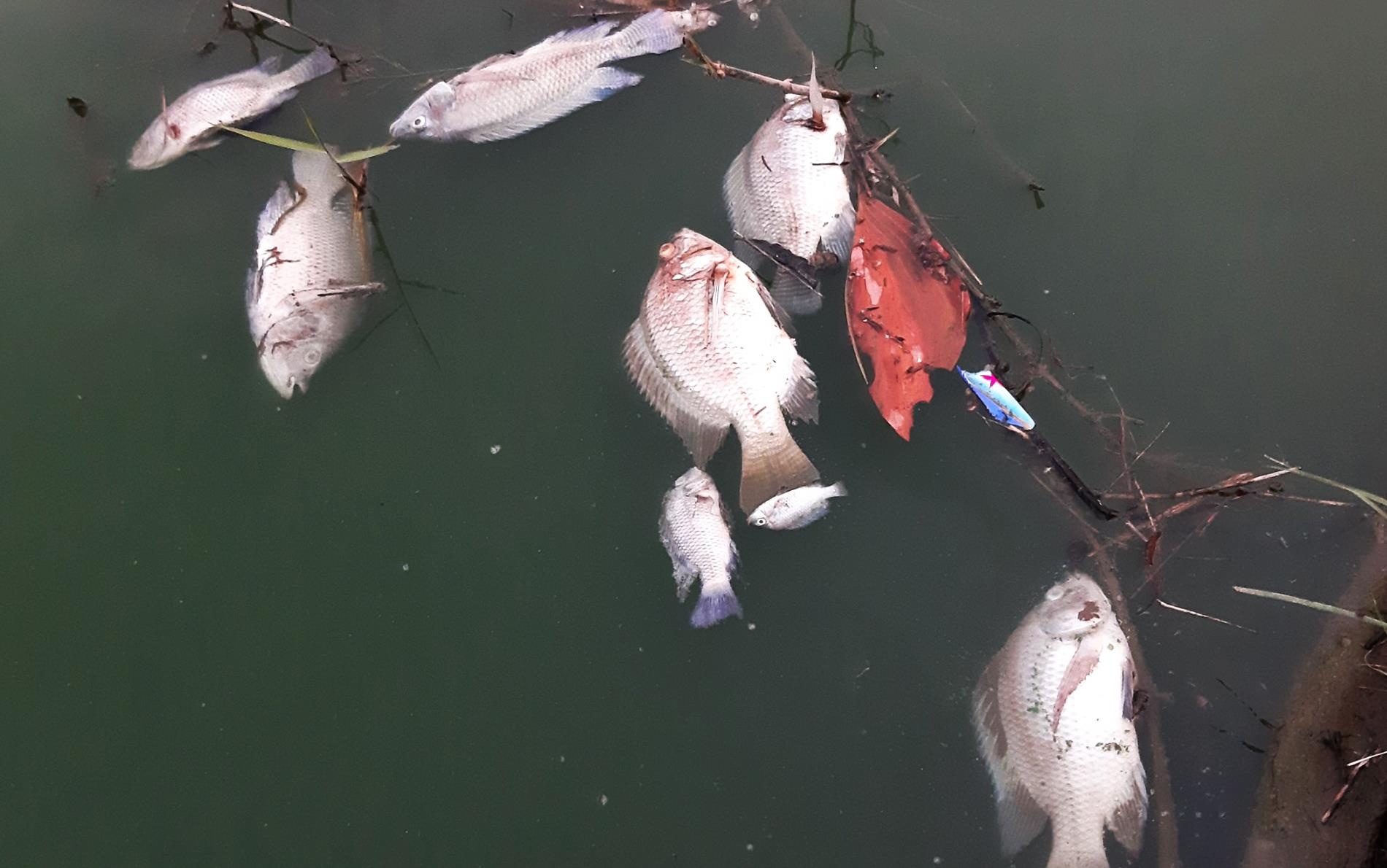 Nước kênh đổi màu ở Đà Nẵng ảnh 2 Nuoc kenh doi mau o Da Nang anh 2