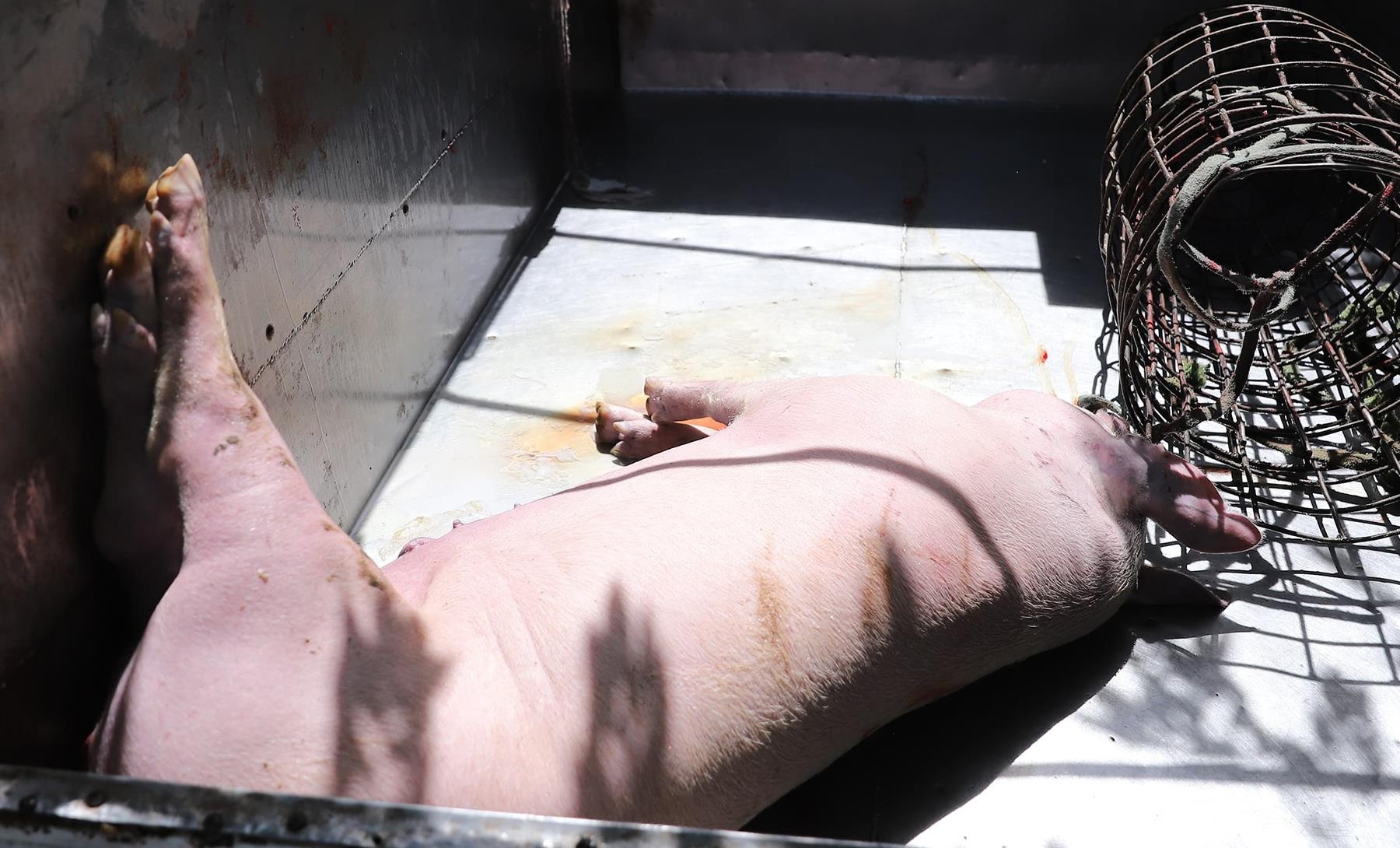 Tai xe cho lon chet di tieu thu anh 1