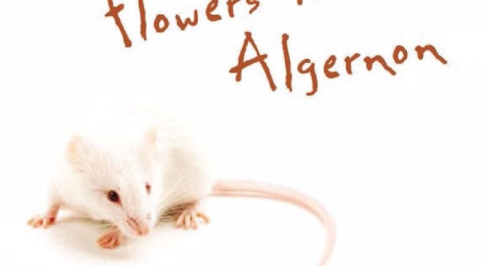 'Hoa tren mo Algernon': Noi bat hanh va long trac an hinh anh