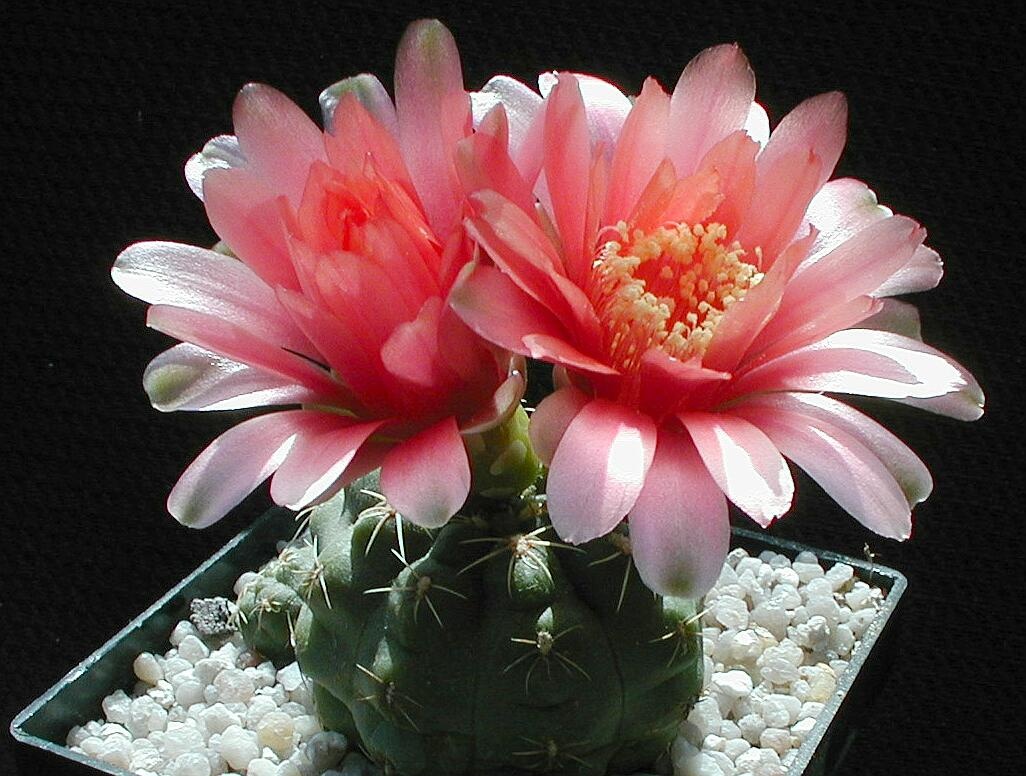 Chuyen ve loai hoa 7 nam moi no mot lan hinh anh