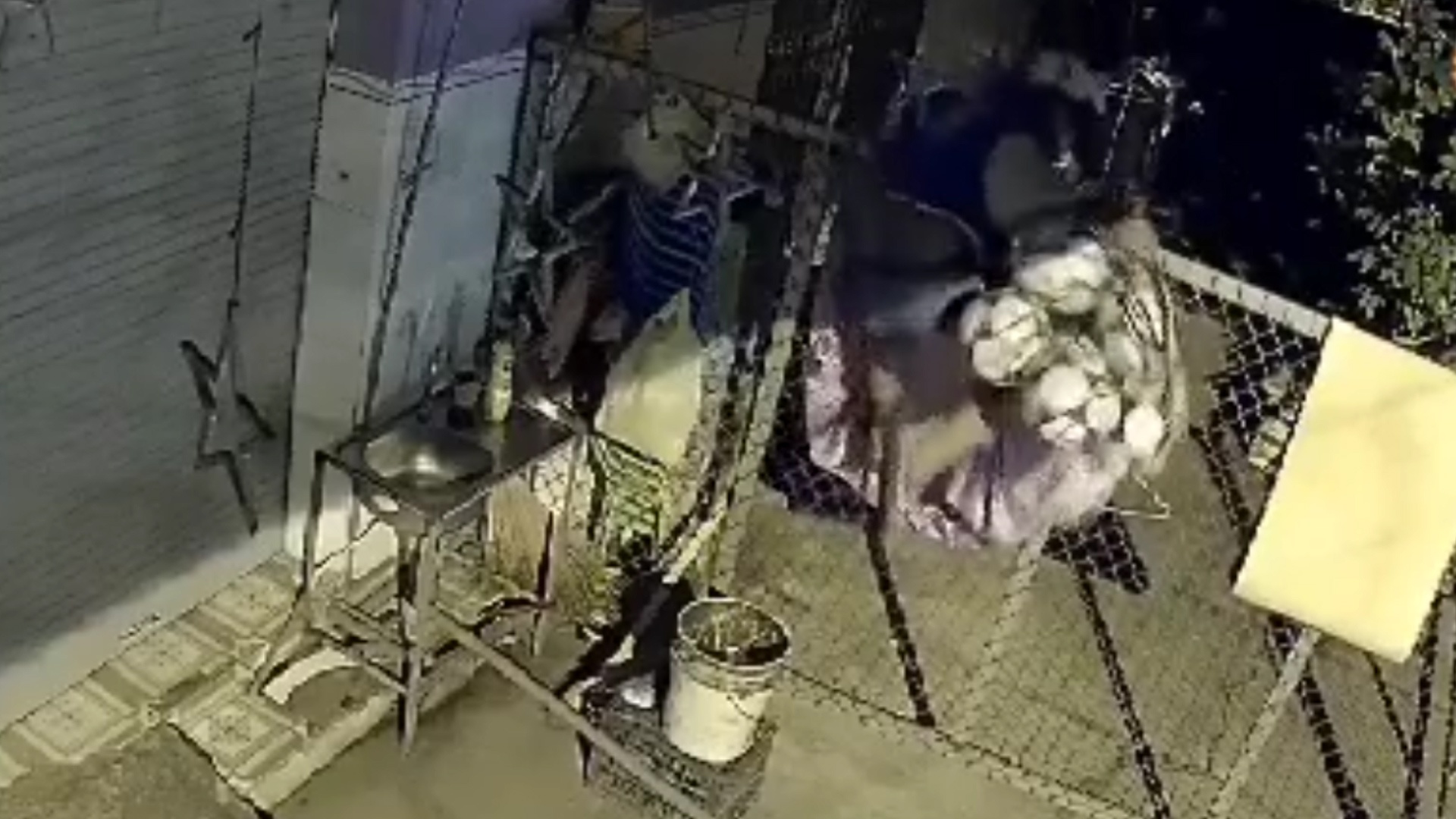 Chu nha phi qua rao de bat trom hinh anh