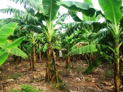 Cong an noi ve vu thi the cu ba 95 tuoi chon trong vuon nha hinh anh