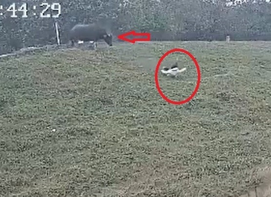 trau huc nguoi anh 1