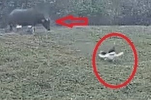 Cong an xac minh vu trau huc vo gan nguoi phu nu o Ha Noi hinh anh