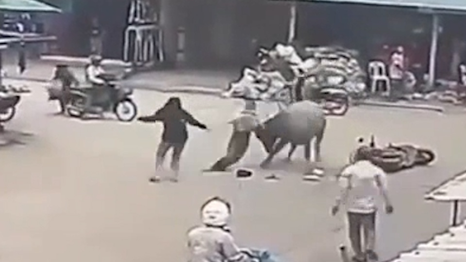 Trau dien huc nhieu nguoi di duong o Campuchia hinh anh