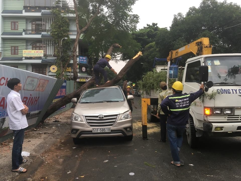 cây ngã lên người đi đường ở Sài Gòn ảnh 1 cay nga len nguoi di duong o Sai Gon anh 1