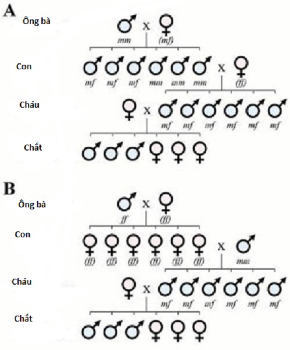 Nghiên cứu của Đại học 