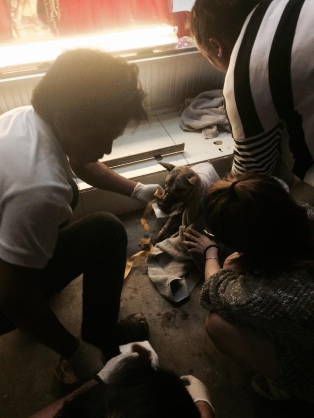 Gần 2h đêm, đoàn bác sĩ thú y từ TP HCM vẫn đang tích cực truyền dịch để hồi sức cho chú chó