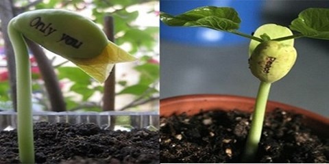 Hat giong than ky khien gioi tre Ha thanh me man hinh anh