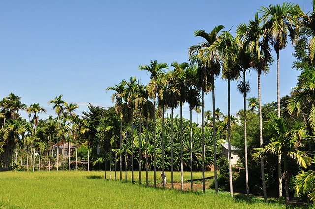 Bai toan tieu hoc trong cau thanh hang hinh anh
