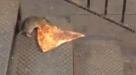 Chu chuot no luc keo banh pizza xuong tung bac thang hinh anh