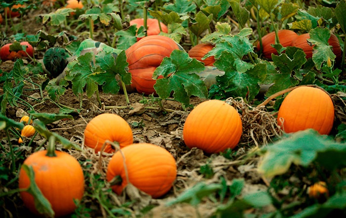 tim nguoi mau an trong anh anh 6