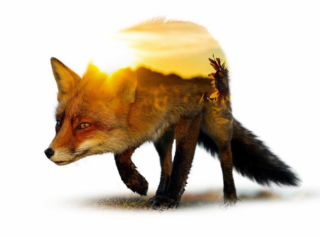 bo anh 2 trong 1 doc dao anh 8