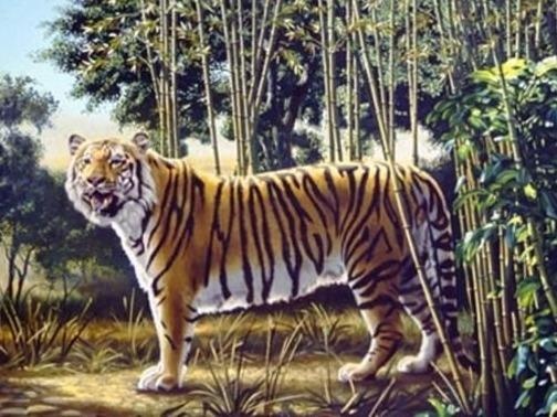Thu thach tim con ho an giau trong tranh danh lua dan mang hinh anh