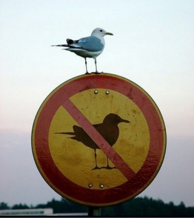 anh gay hieu lam anh 9