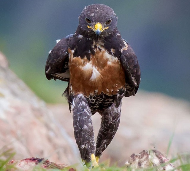 anh che noi tieng anh 9