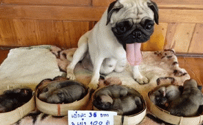 Cho me trong con truoc khi bi ban hinh anh