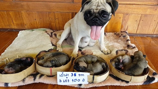 câu chuyện xúc động về loài chó ảnh 1 cau chuyen xuc dong ve loai cho anh 1