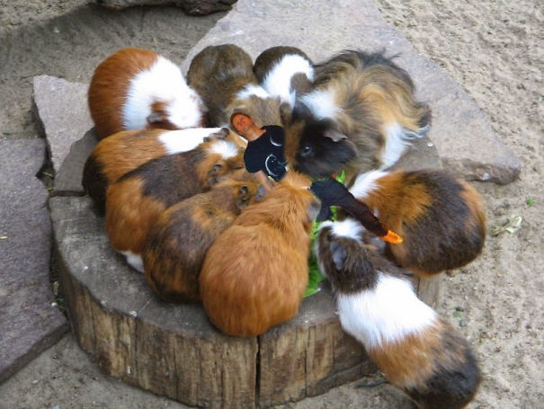 chang trai ngat xiu thanh hien tuong anh che anh 9