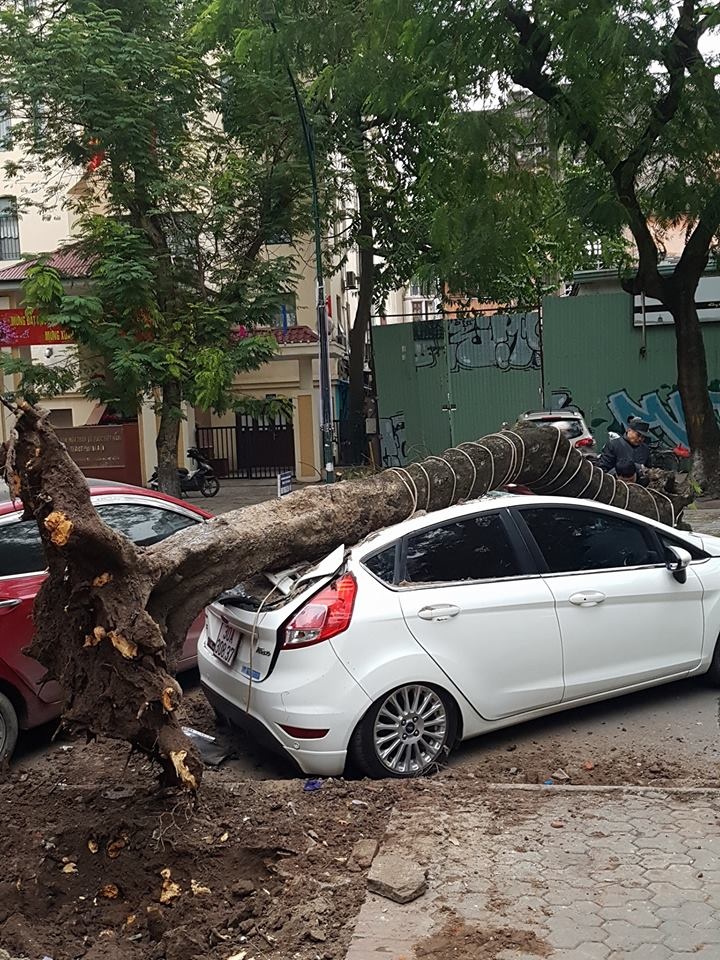 Cây cổ thụ bật gốc đè bẹp ôtô giữa phố ảnh 1 Cay co thu bat goc de bep oto giua pho anh 1