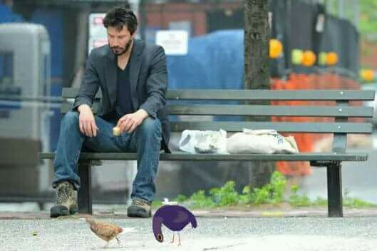 chú chim màu tím ảnh 7 chu chim mau tim anh 7