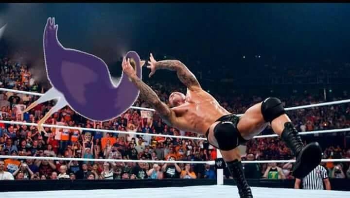 chú chim màu tím ảnh 8 chu chim mau tim anh 8