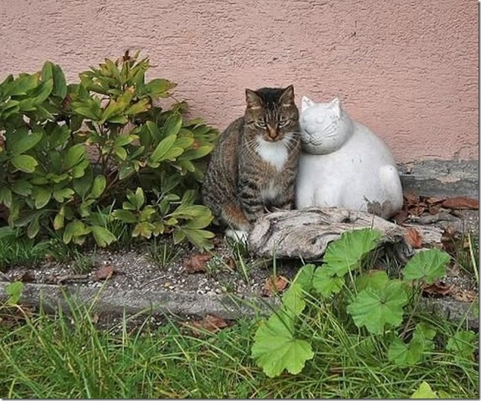 chum anh vui FA anh 15