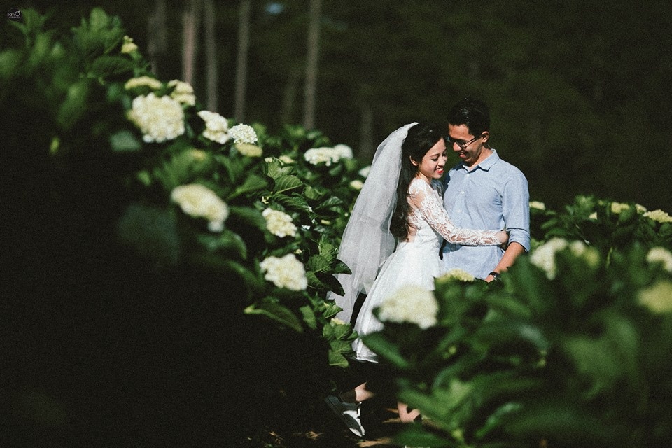 canh dong hoa cam tu cau anh 4