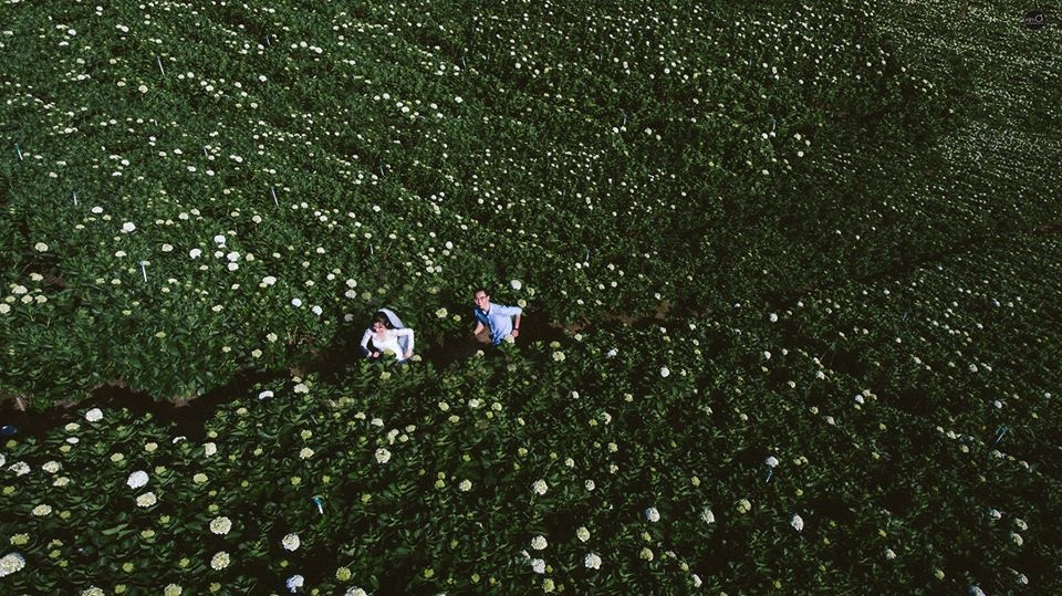 canh dong hoa cam tu cau anh 3