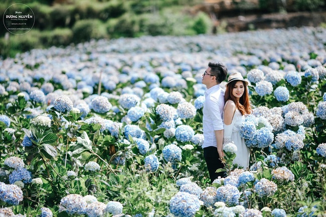 canh dong hoa cam tu cau anh 2