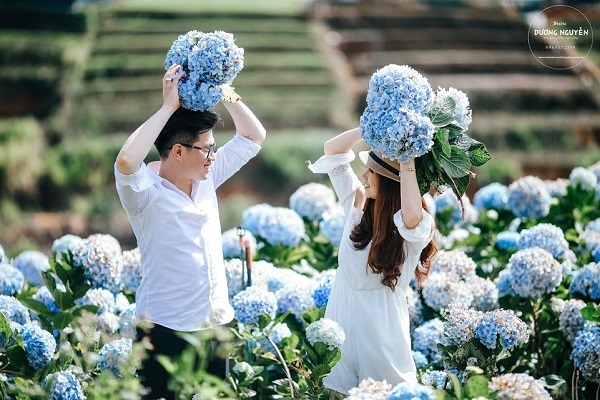 canh dong hoa cam tu cau anh 6